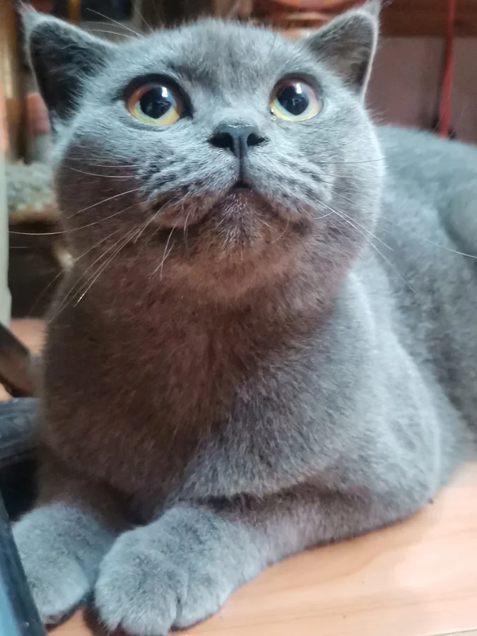 家里的蓝猫，完整的圆脸和耳朵
