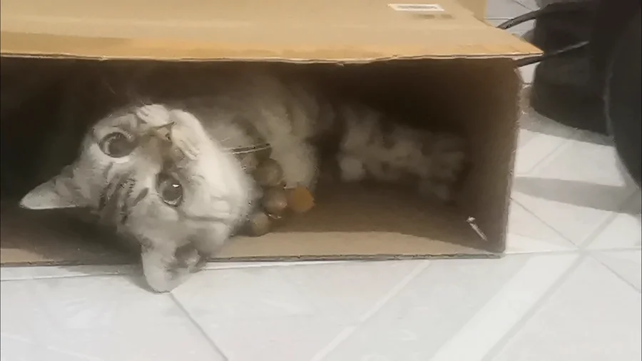 纸箱里躺着的虎斑猫，完整面部